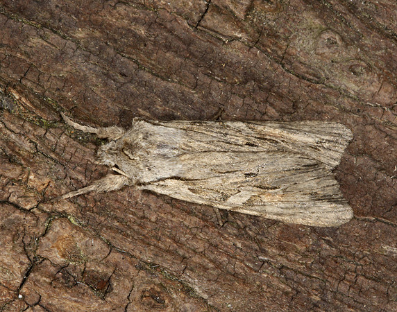 73.206 BF2240 Blair's Shoulder-knot Lithophane leautieri