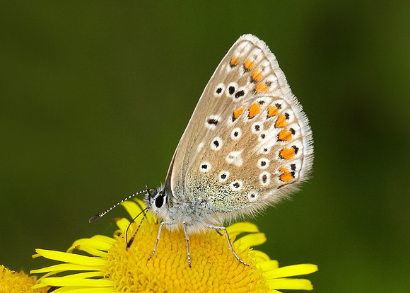 Common Blue Polyommatus icarus