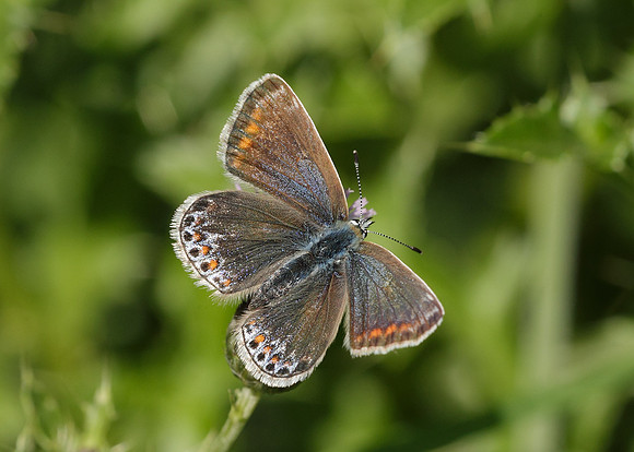 Common Blue Polyommatus icarus