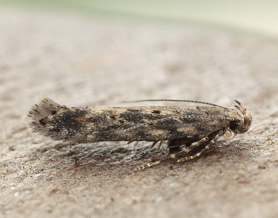 35.118 BF814 Beet Moth Scrobipalpa ocellatella