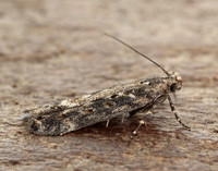 35.118 BF814 Beet Moth Scrobipalpa ocellatella