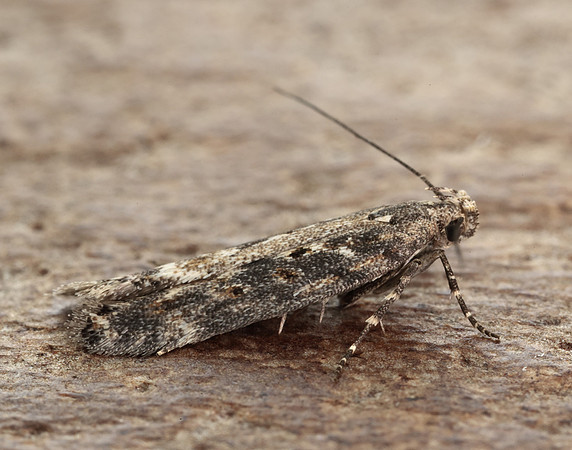 35.118 BF814 Beet Moth Scrobipalpa ocellatella