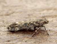 35.118 BF814 Beet Moth Scrobipalpa ocellatella