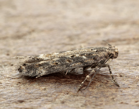 35.118 BF814 Beet Moth Scrobipalpa ocellatella