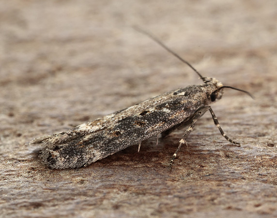 35.118 BF814 Beet Moth Scrobipalpa ocellatella