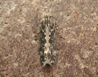 35.118 BF814 Beet Moth Scrobipalpa ocellatella