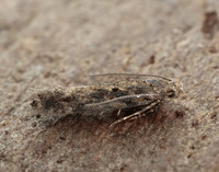 35.118 BF814 Beet Moth Scrobipalpa ocellatella