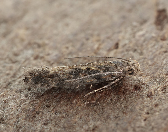 35.118 BF814 Beet Moth Scrobipalpa ocellatella