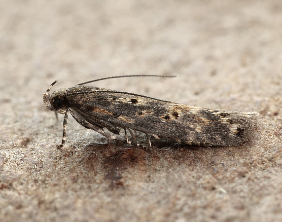35.118 BF814 Beet Moth Scrobipalpa ocellatella