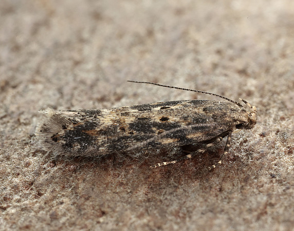 35.118 BF814 Beet Moth Scrobipalpa ocellatella