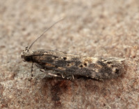 35.118 BF814 Beet Moth Scrobipalpa ocellatella