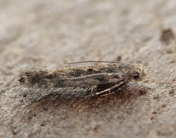35.118 BF814 Beet Moth Scrobipalpa ocellatella