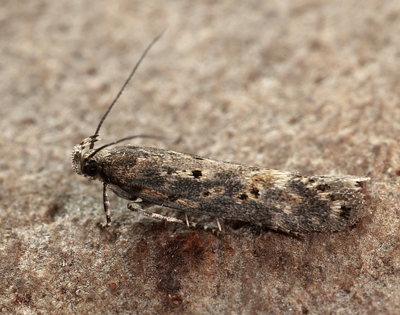 35.118 BF814 Beet Moth Scrobipalpa ocellatella