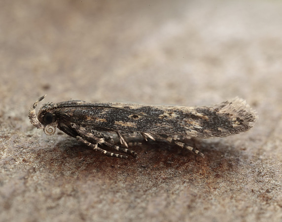 35.118 BF814 Beet Moth Scrobipalpa ocellatella