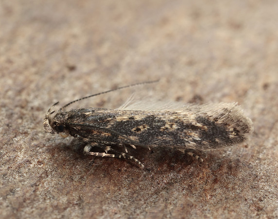 35.118 BF814 Beet Moth Scrobipalpa ocellatella