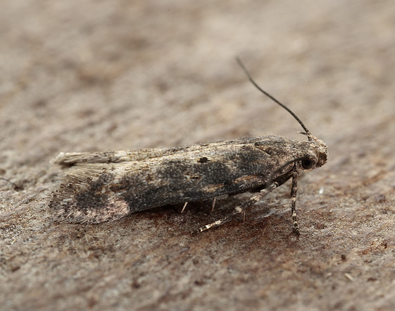 35.118 BF814 Beet Moth Scrobipalpa ocellatella