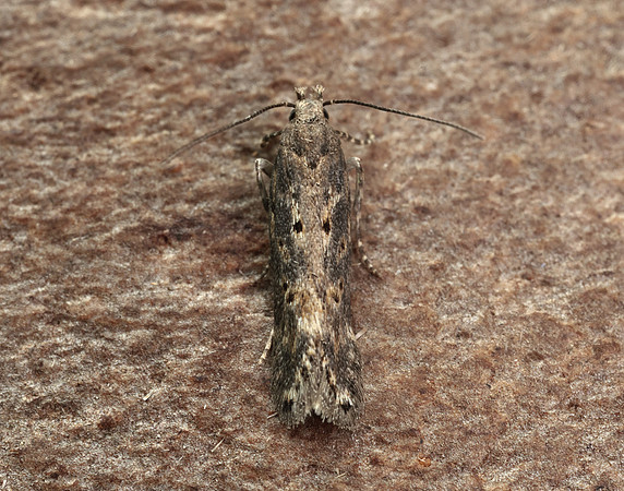 35.118 BF814 Beet Moth Scrobipalpa ocellatella