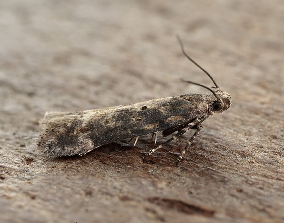 35.118 BF814 Beet Moth Scrobipalpa ocellatella