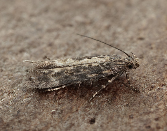 35.118 BF814 Beet Moth Scrobipalpa ocellatella