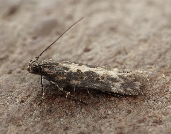 35.118 BF814 Beet Moth Scrobipalpa ocellatella