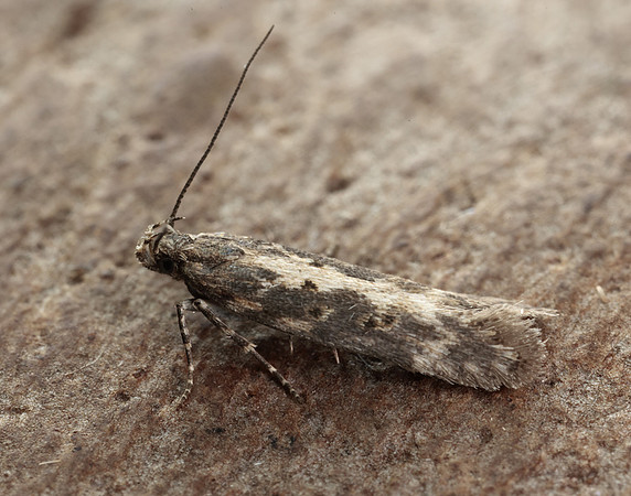 35.118 BF814 Beet Moth Scrobipalpa ocellatella