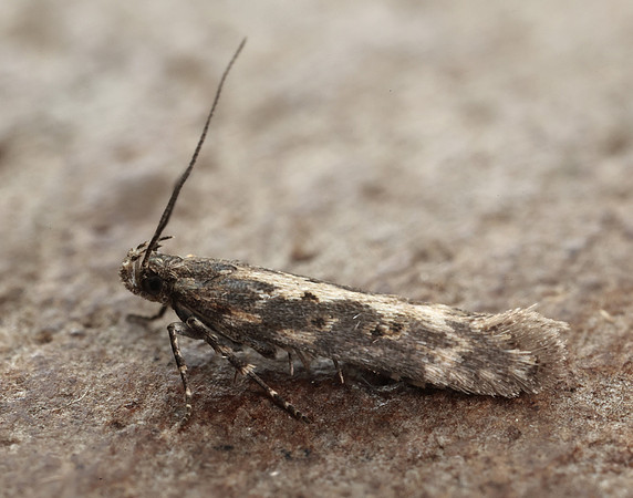35.118 BF814 Beet Moth Scrobipalpa ocellatella