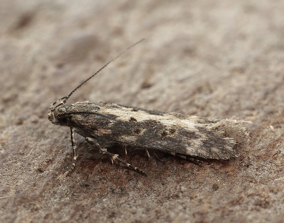 35.118 BF814 Beet Moth Scrobipalpa ocellatella