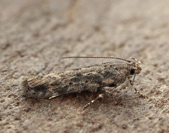 35.118 BF814 Beet Moth Scrobipalpa ocellatella