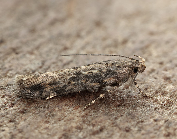 35.118 BF814 Beet Moth Scrobipalpa ocellatella