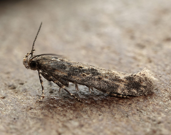 35.118 BF814 Beet Moth Scrobipalpa ocellatella