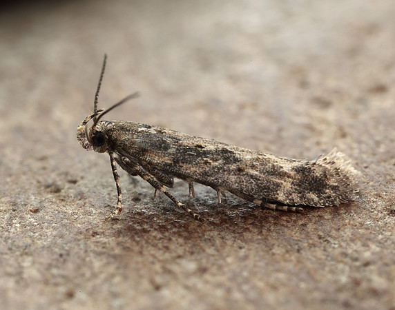 35.118 BF814 Beet Moth Scrobipalpa ocellatella