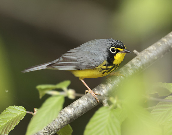 Canada Warbler Cardellina canadensis