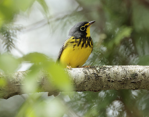 Canada Warbler Cardellina canadensis