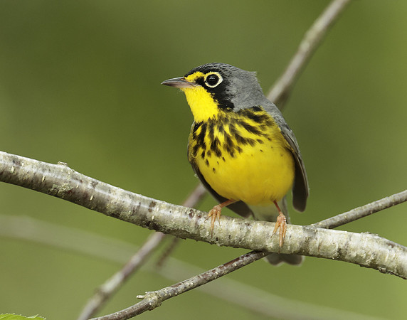 Canada Warbler Cardellina canadensis