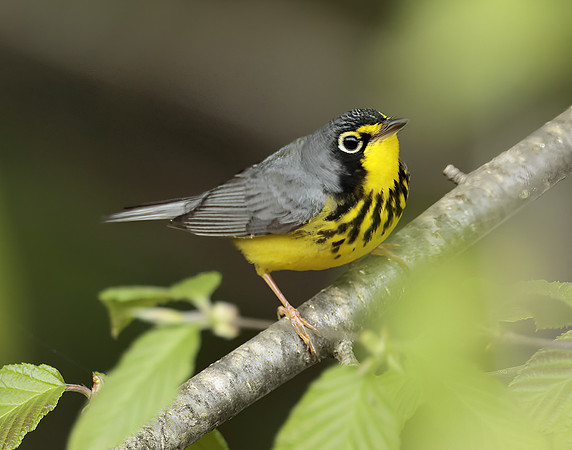 Canada Warbler Cardellina canadensis