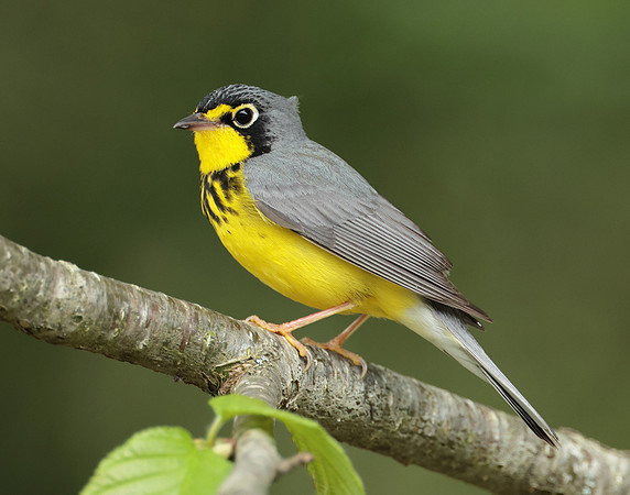 Canada Warbler Cardellina canadensis