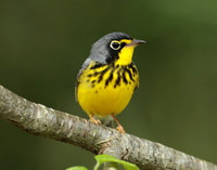 Canada Warbler Cardellina canadensis
