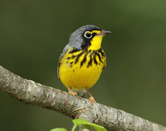 Canada Warbler Cardellina canadensis