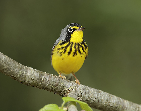 Canada Warbler Cardellina canadensis