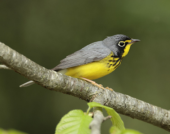Canada Warbler Cardellina canadensis