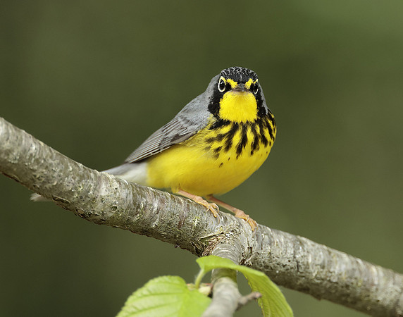 Canada Warbler Cardellina canadensis