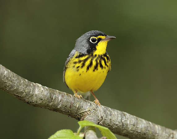 Canada Warbler Cardellina canadensis