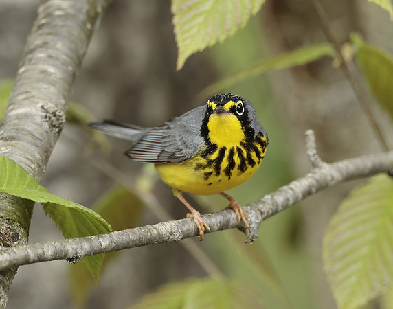 Canada Warbler Cardellina canadensis