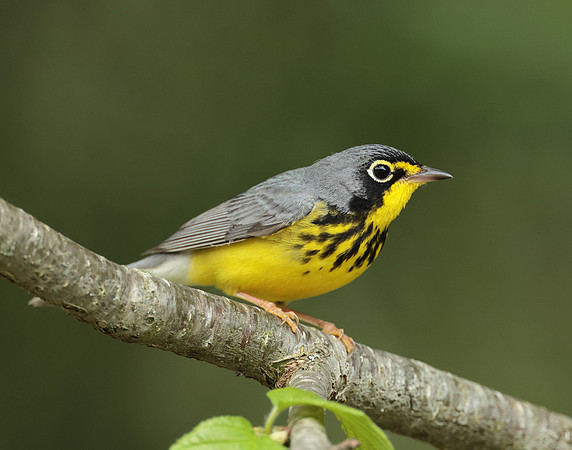 Canada Warbler Cardellina canadensis