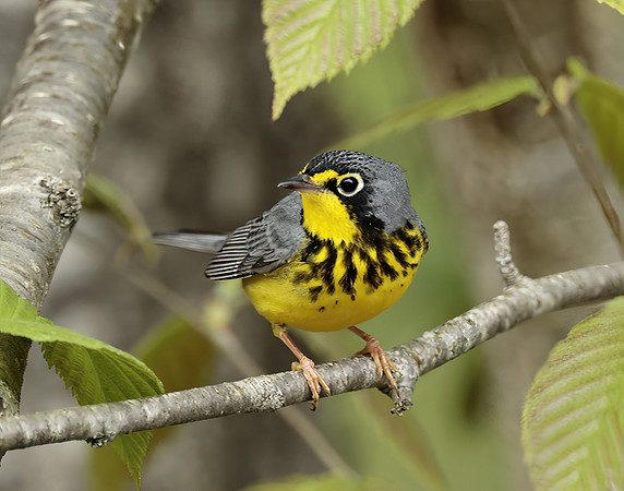 Canada Warbler Cardellina canadensis