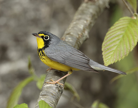 Canada Warbler Cardellina canadensis