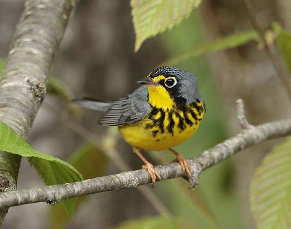 Canada Warbler Cardellina canadensis