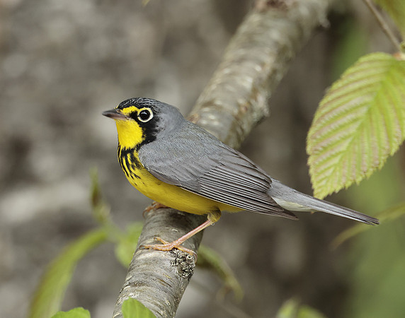 Canada Warbler Cardellina canadensis