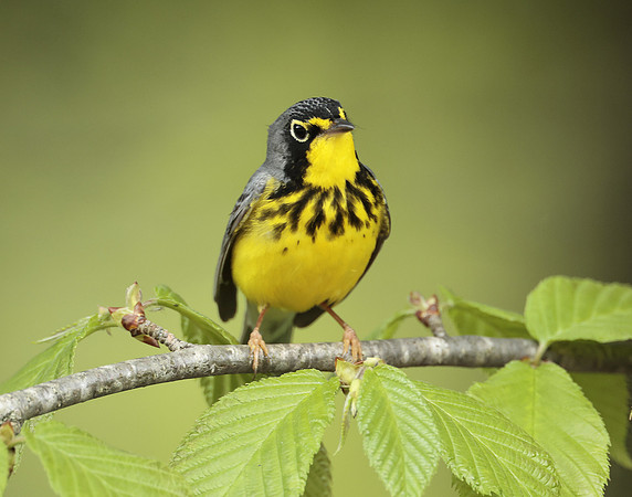 Canada Warbler Cardellina canadensis