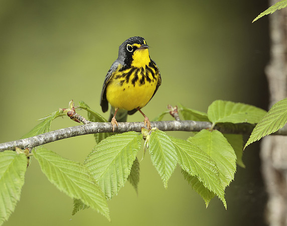 Canada Warbler Cardellina canadensis